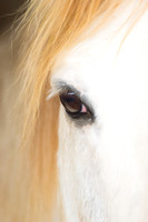 White horse blonde mane one eye view portrait view