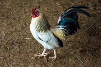 Colorful rooster roaming stable