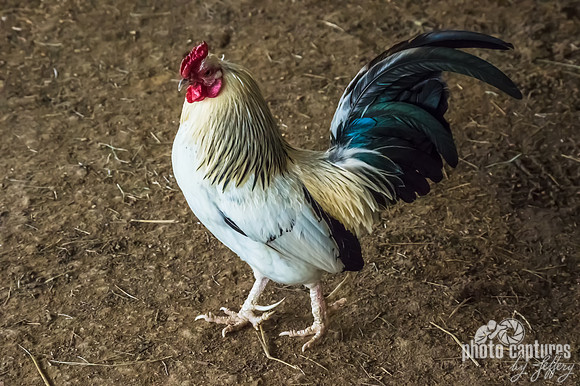 Colorful rooster roaming stable