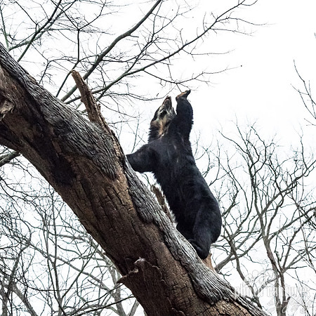 Andean Short-faced bear on fallen tree reaching up with one paw