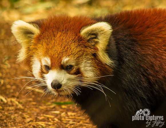Adorable Red Panda lesser panda