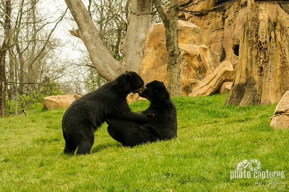 Painterly rendering of two male bears
