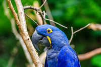 Hyacinth macaw Bashful