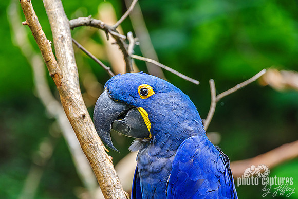 Hyacinth macaw Bashful