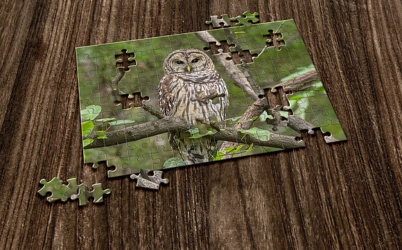Tennessee wildlife birds Barred Owl puzzle