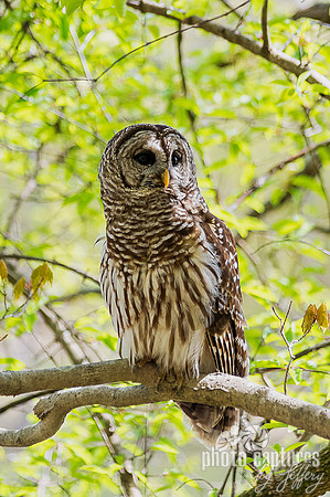 Neck outstretched Strix Varia Barred Owl
