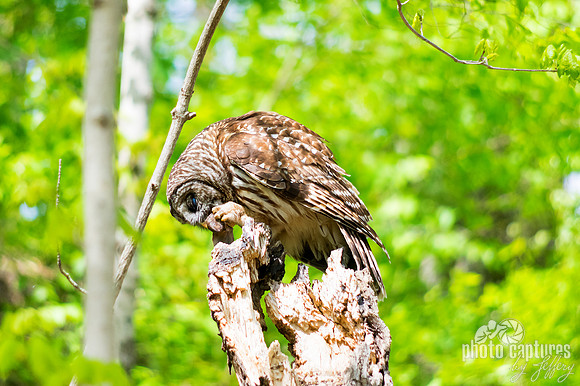 Strix Varia Barred Owl on top of dead tree with meal
