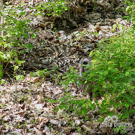 Strix Varia behind bush with rodent in beak