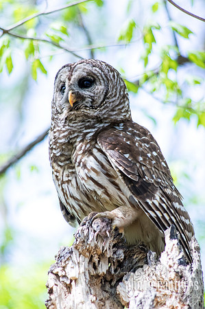 Portrait of Hoot Barred Owl perched 10"x15" Print in a Beaded Mahogany Color Frame with white mat