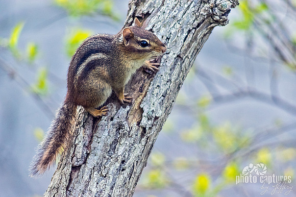 Chipmunk resting on limb landscape view