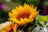 Flowers-Floral-Blooms