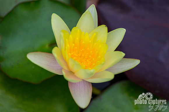 Yellow lily floral bloom from above