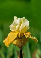 Artistic Floral Renderings