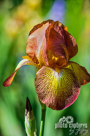 Tropical Butterfly Iris Tennessee