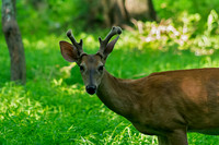 Wildlife Mammals