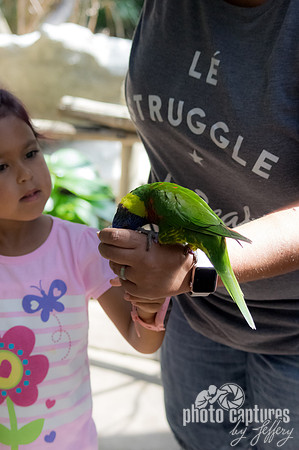 Mother holding cup of nectar Rainbow Lorikeet eating