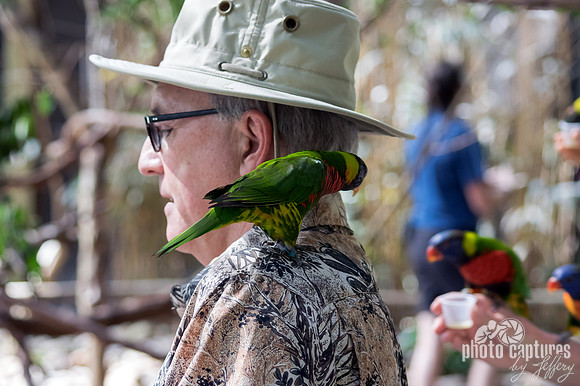 Gentleman with a Trichoglossus moluccanus on his shoulder