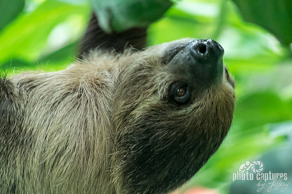 Close view of young male sloth hanging upside down
