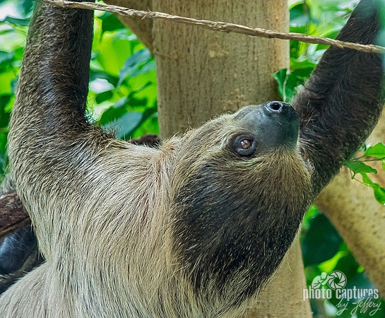Close view of young male sloth hanging upside down square