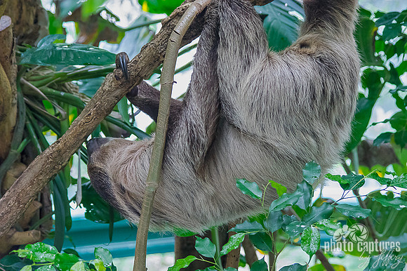 Young male sloth moving slowly moving on down