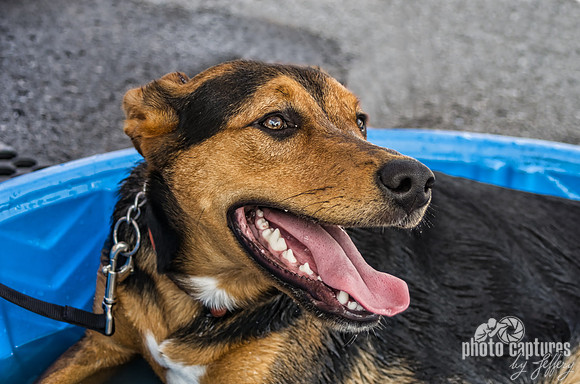 Dog relaxing and cooling off from the summer heat