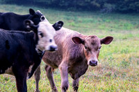 Calf with his ears perky on country farm