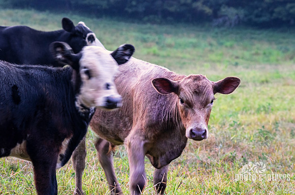 Calf with his ears perky on country farm