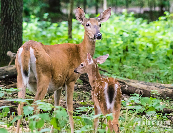 Fawn with momma doe