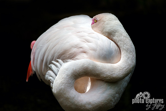 Greater Flamingo S Curved Neck Black Background