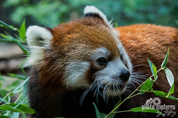 Little Red Panda on ground head turned back