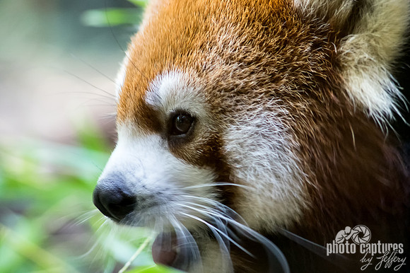 Adorable little Red Panda youngster