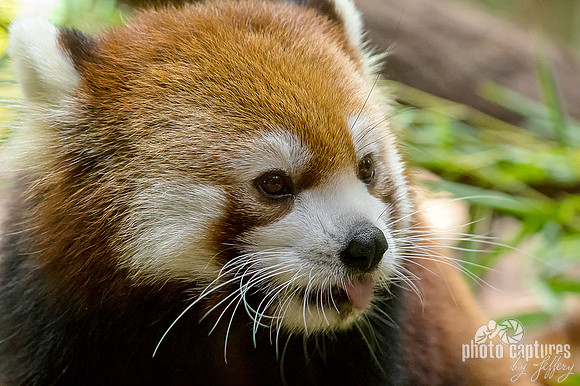 Tongue partially out Red Panda youngster