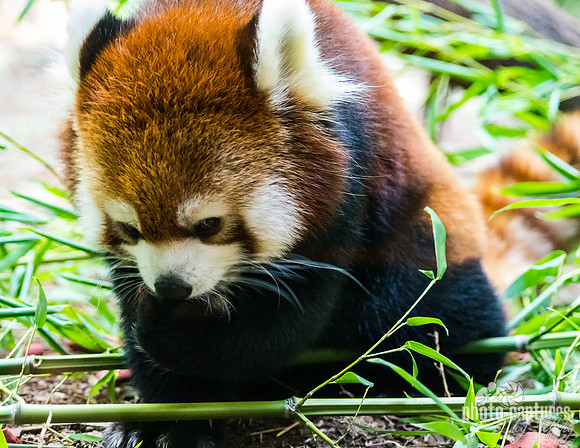 Youngster Red Panda she is on ground