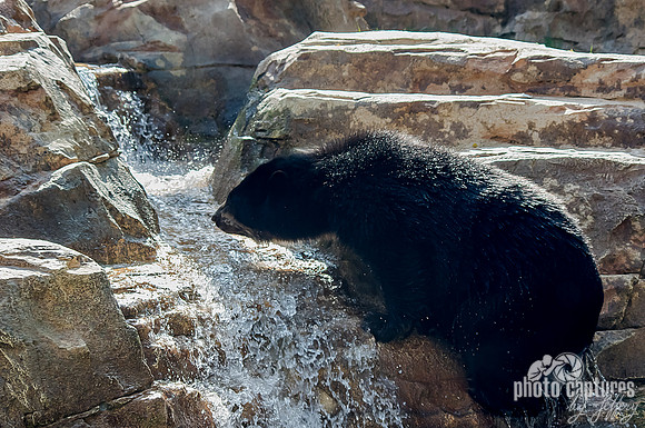 Heading up Andean Bear
