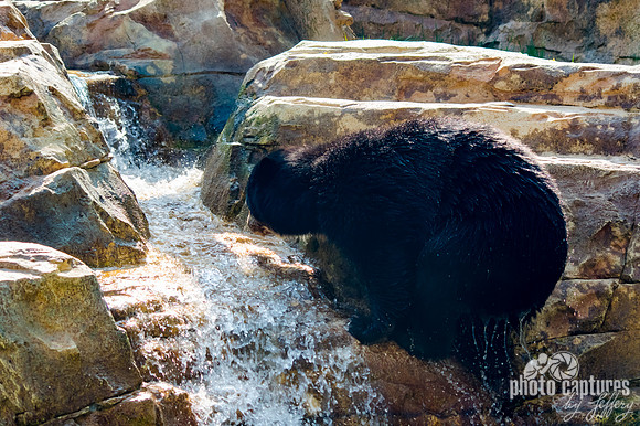 Up out of the water Andean Bear