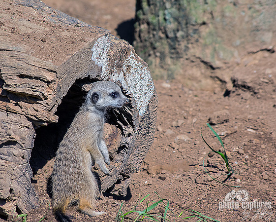 Meerkat pup upright near open of log