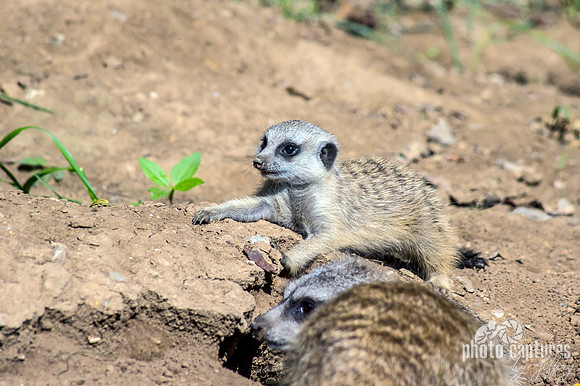 Meerkat pup warn out from helping dig