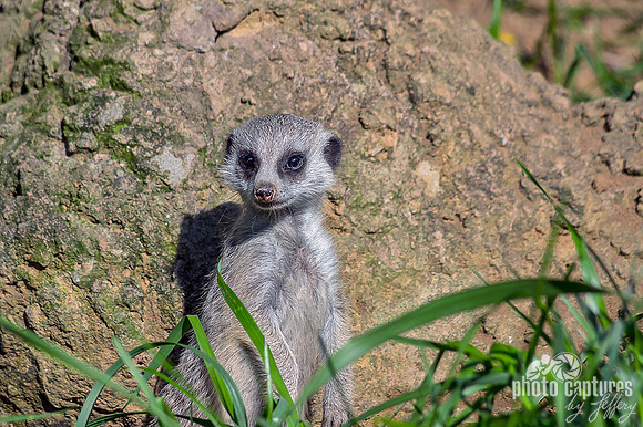 Meerkat pup