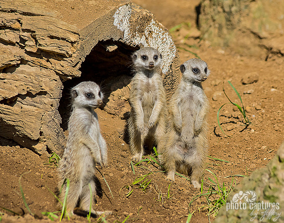Meerkat pups stamding upright