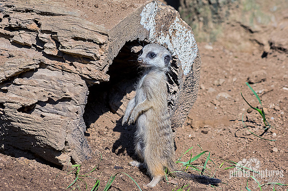 Pup Meerkat up right