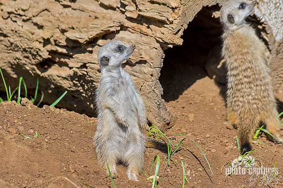 Small Meerkat pup upright