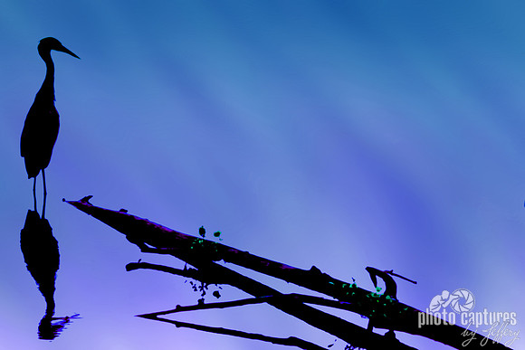 8 x 12 Silhouette of Great Blue Heron on purple blue