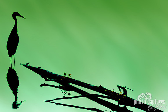 8 x 12 Silhouette of Great Blue Heron on green