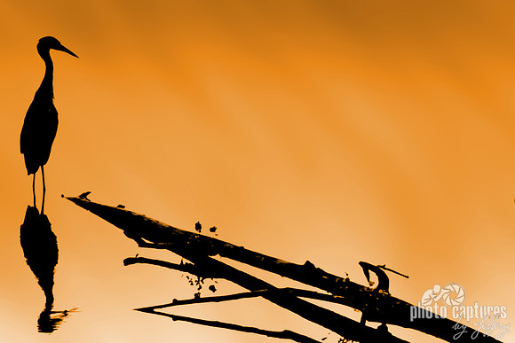 8 x 12 Silhouette of Great Blue Heron on orange