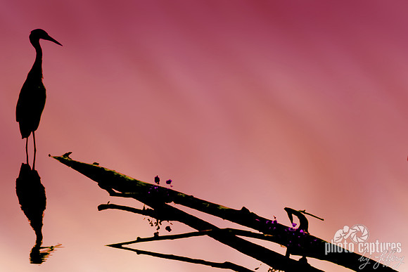 8 x 12 Silhouette of Great Blue Heron on reddish peach tones