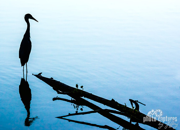 Silhouette of solitary Great Blue Heron