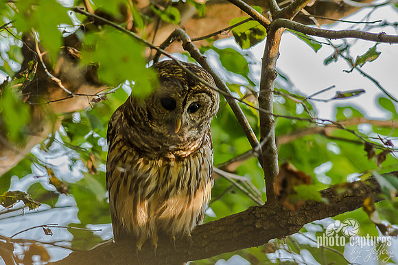 Small Barred Owl perched on small limb over waters