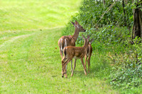 Wildlife Mammals