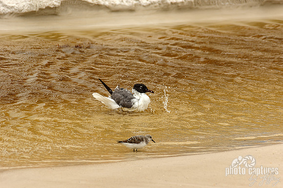 Laughing Gull Bathing