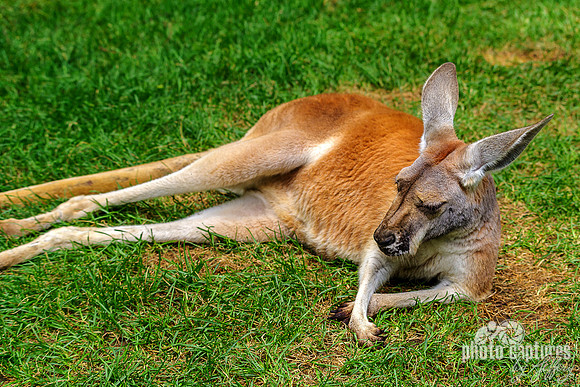 Red Kangaroo Arms Crossed